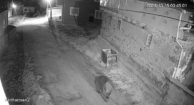 Yemek artıkları ayıların uyku düzenini bozdu, ayılar yerleşim yerlerine dadandı