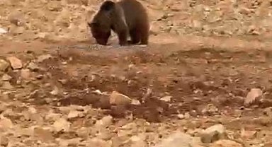 Yol kenarındaki ayıya 'hamsi' ziyafeti verdiler