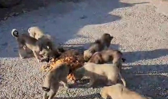 Yolda yalnız değiller: Bayburtlu şoför anne ve yavru köpekleri koca tencere yemekle besledi