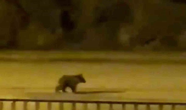Yolunu şaşıran yavru ayı ilçe merkezine indi