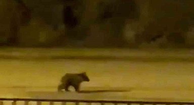 Yolunu şaşıran yavru ayı ilçe merkezine indi