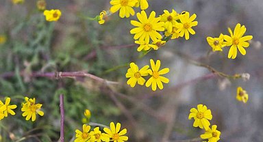 Yozgat'a kış gelmeden bahar geldi, kır çiçekleri açtı