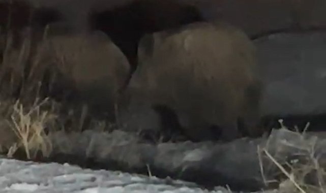 Yüksekova'da domuz sürüsü görüntülendi