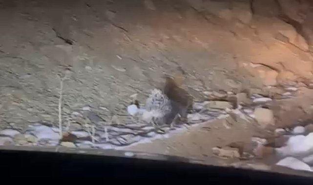 Yüksekova'da Hint oklu kirpi görüntülendi