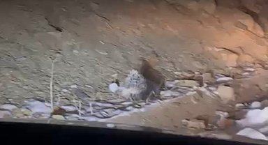 Yüksekova'da Hint oklu kirpi görüntülendi