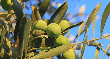 Zeytin alırken nelere dikkat etmeli; Oleolog Kıvrak açıkladı
