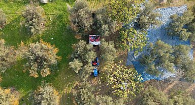 Zeytin hasadı başladı, Marmarabirlik'ten 70 bin tonluk alım ve 50 milyon dolarlık ihracat hedefi