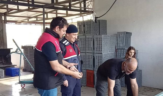 Zeytin hırsızlıklarının karşı denetim