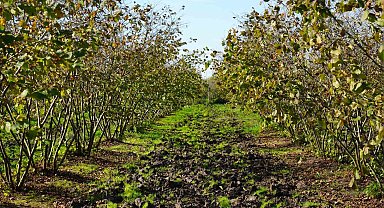 Zirai don, Samsun'u fındık üretiminde zirveye taşıdı