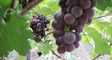 Zirai dondan etkilenerek verimi yüzde 80 düşen üzüm, çiftçinin hayal kırıklığı oldu