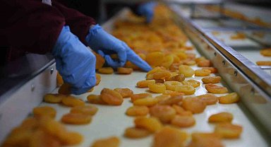 Zirai donun vurduğu coğrafi işaretli Malatya kayısısında hedef 300 milyon dolar gelir