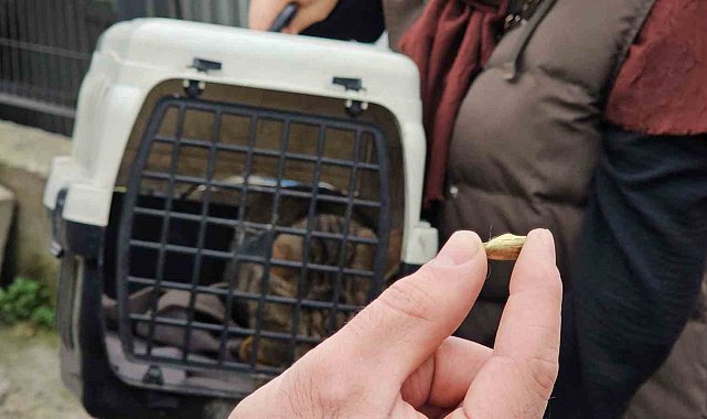 Zonguldak'ta 'öldü' sanılan kedi, bacağında mermiyle geri döndü