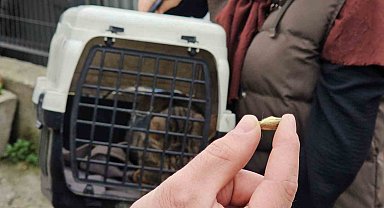 Zonguldak'ta 'öldü' sanılan kedi, bacağında mermiyle geri döndü