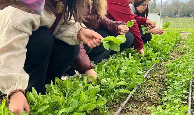 Zonguldak'ta Tarım Lisesi öğrencileri, uygulamalı eğitimde hasat yaptı