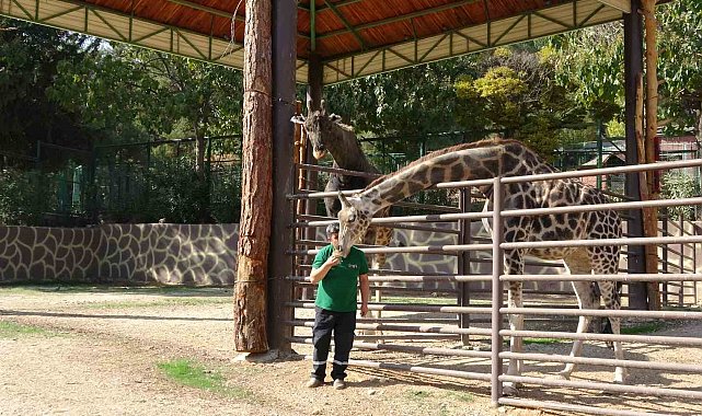 Zürafalar ile bakıcılarının dostluğu şaşırtıyor