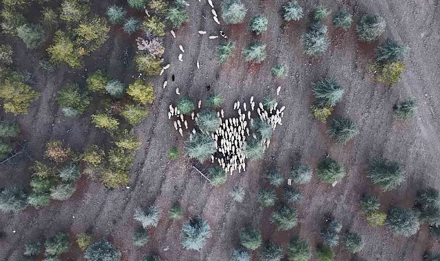 1 milyon 220 bin metrekarelik mera arazisinde "imar planı" iddiası: Müfettişler incelemeye aldı