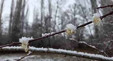 15 gün önce çiçek açan erik ağaçları kar altında kaldı