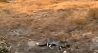 Aç kalan tilki şehir merkezine indi