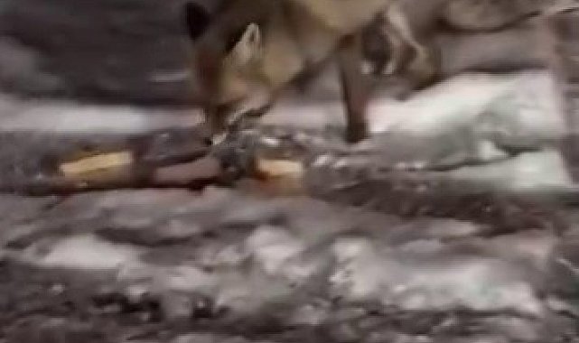 Aç kalan tilkiyi elleriyle besledi