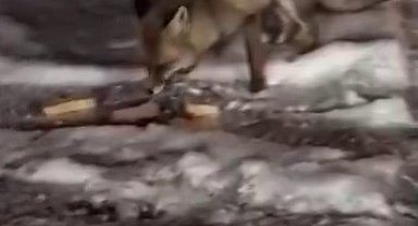 Aç kalan tilkiyi elleriyle besledi