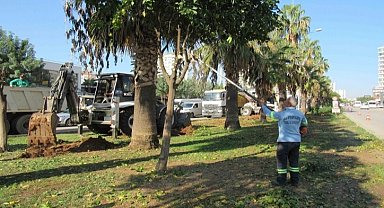 Adana Büyükşehir'den ağaç nakli