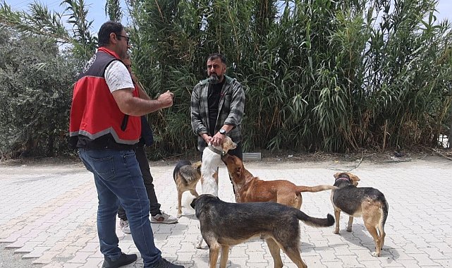 Adana'da 2025'te 3 bin 865 kedi ve 3 bin 577 köpeğe çip takıldı