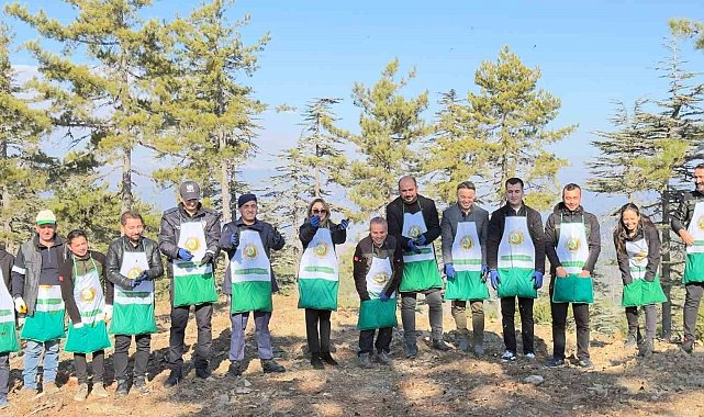 Adana'da bir yılda 50 ton sedir tohumu toprakla buluştu