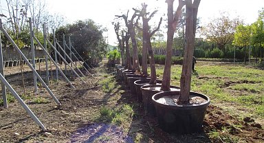 Adana'da kavşak çalışmalarında ağaçlara hassas dokunuş