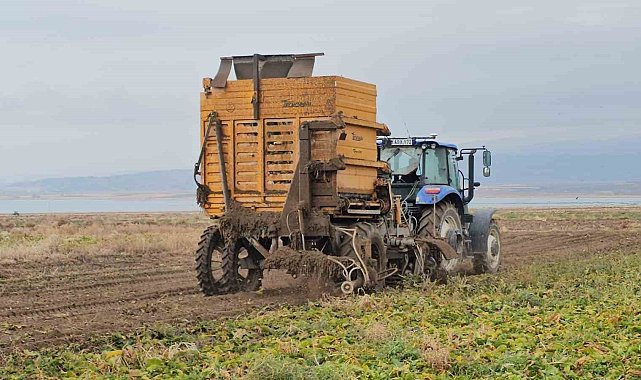 Adilcevaz'da pancar sökümü hızla devam ediyor