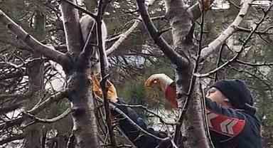 Ağaçta mahsur kalan kedi kurtarıldı