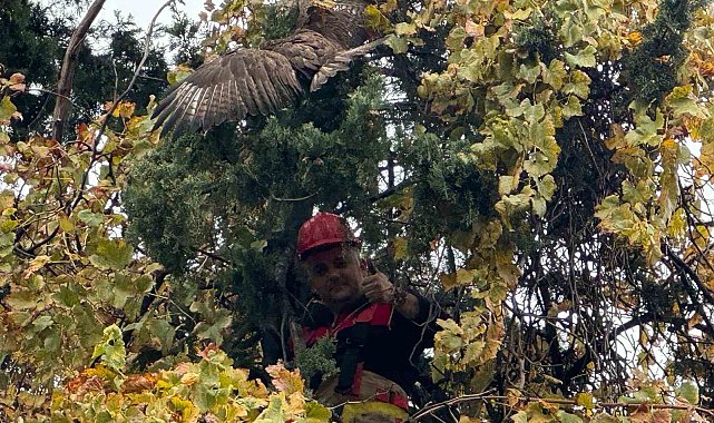 Ağaçta mahsur kalan şahini itfaiye kurtardı