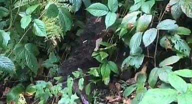 Ağaçta mahsur kalan yavru ayı, itfaiye tarafından kurtarıldı