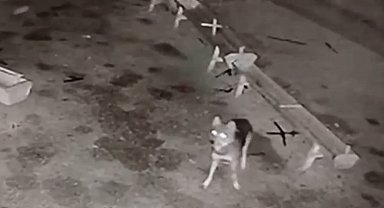 Ağıla giren kurt, 2 koyunu telef etti