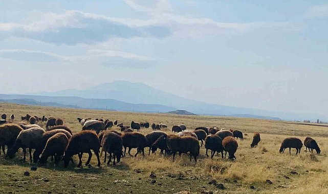 Ağrı'da ılıman iklim kış besicilerin yüzünü güldürdü
