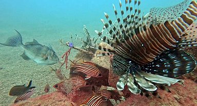 Akdeniz'de balıkların rekabeti: Kızıldeniz'den gelen balık türleri, yerli balıkları baskıladı
