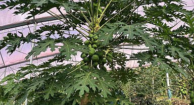 Alanya 40 bine yakın tropikal meyve üreticisiyle iç piyasa ihtiyacını karşılıyor