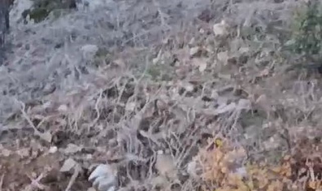 Alanya'da yerleşim alanına yakın bölgede kurt görüntülendi