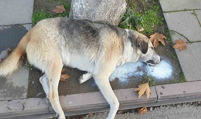 Amasya'da şehrin göbeğinde köpek ve kediler ölü bulundu