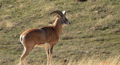 Anadolu Yaban Koyunu'nun üretimi devam ediyor