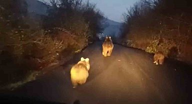 Anne ayı ve yavruları kamerada