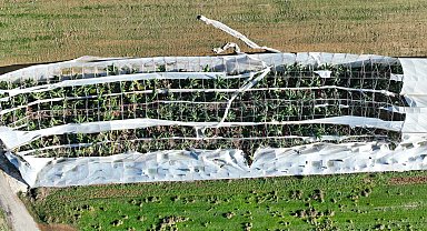 Antalya Büyükşehir'den hortum felaketinde çiftçiye destek