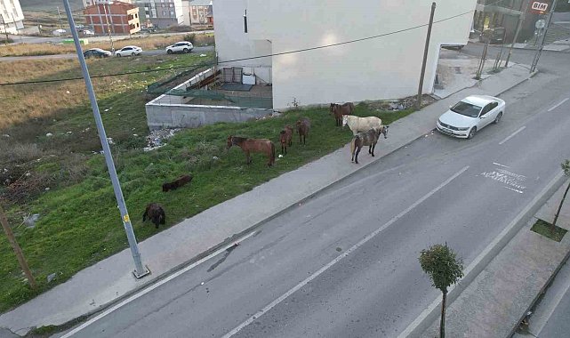 Arnavutköy'de başıboş gezen atlar tehlike saçıyor
