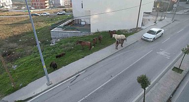 Arnavutköy'de başıboş gezen atlar tehlike saçıyor