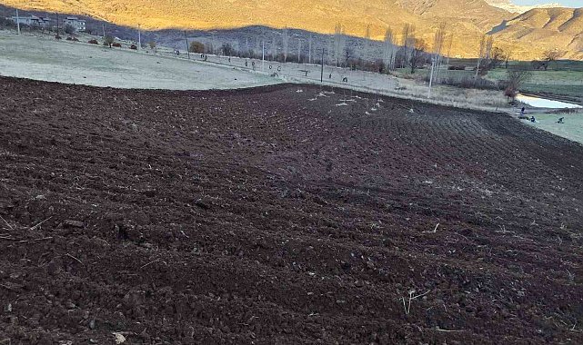 Arpalar kar yağmadan toprakla buluşuyor