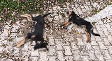 Art arda yaşanan köpek ölümleri sonrası muhtardan Yalvaç Belediyesi'ne tepki