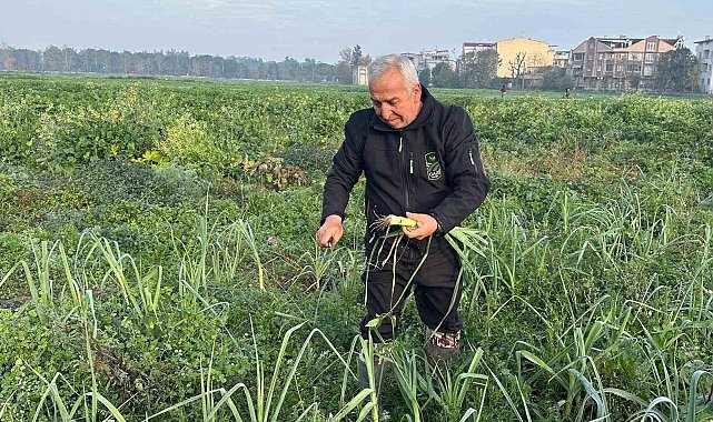 Ata tohumundan ilaç kullanılmadan üretiliyor, Kent Lokantası'ndaki yemeklerde kullanılıyor