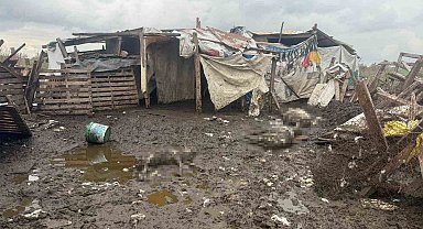 Avcılar'da başıboş köpekler koyun sürüsüne saldırdı: 10 hayvan telef oldu