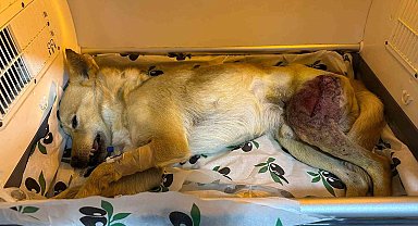 Ayağında parçalı kırık oluşan köpek 2 saatlik ameliyatla eski sağlığına kavuştu