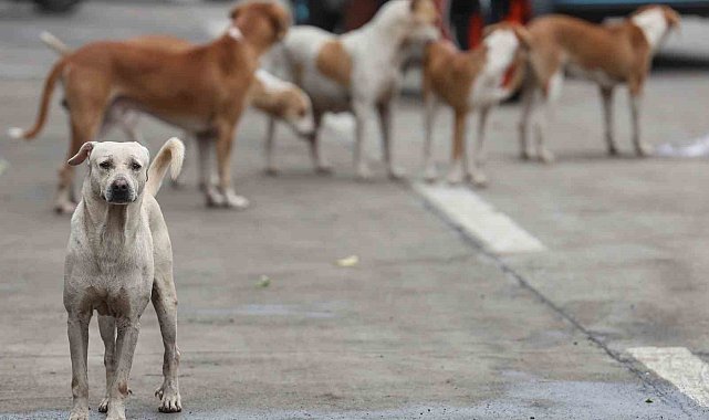Bağdat'ta 19 binden fazla başıboş köpek itlaf edildi