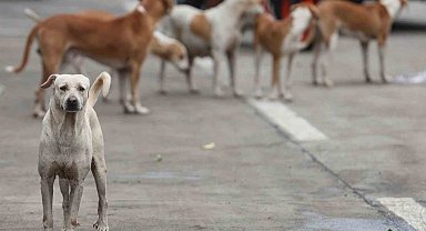 Bağdat'ta 19 binden fazla başıboş köpek itlaf edildi